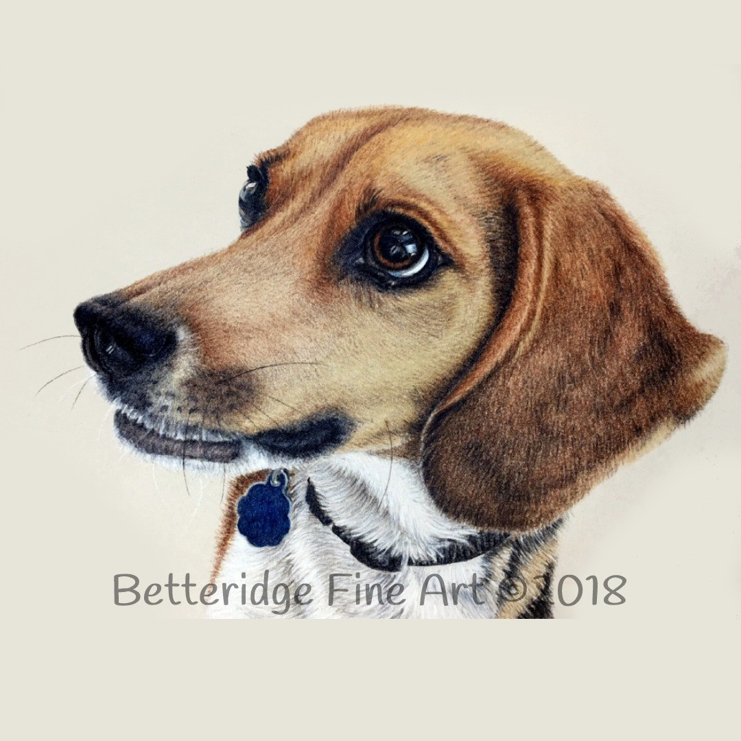 This is a beagle drawing from a few years ago and unfortunately she passed away shortly after I drew her. But I'm really honored that her owner has asked for me to draw her new chihuahua. Hopefully he will be featured next month.
.
.
.
#custompetart #petartist #animalartistsofinstagram #petartwork #petdrawings #animalartist #petportraits #custompetportraits #dogartists #dogdrawingsofinstagram #dogartist #customdogportrait #dogdrawings #dogart #dogportrait #dogportraitartist #dogartwork #bestdogpics #beagle #beagledrawing #petportraits #dogdrawing #dogportraits #ourdog #beaglelove #beaglelife